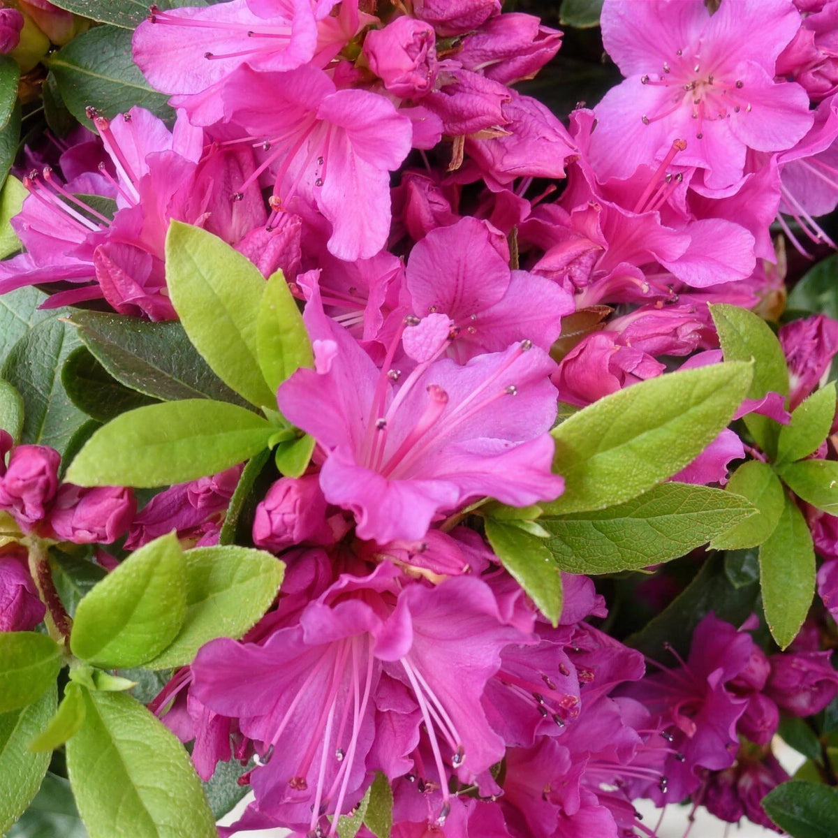 Rhododendron 'Violetta' (Azalea) 30cm pot evergreen shrub.