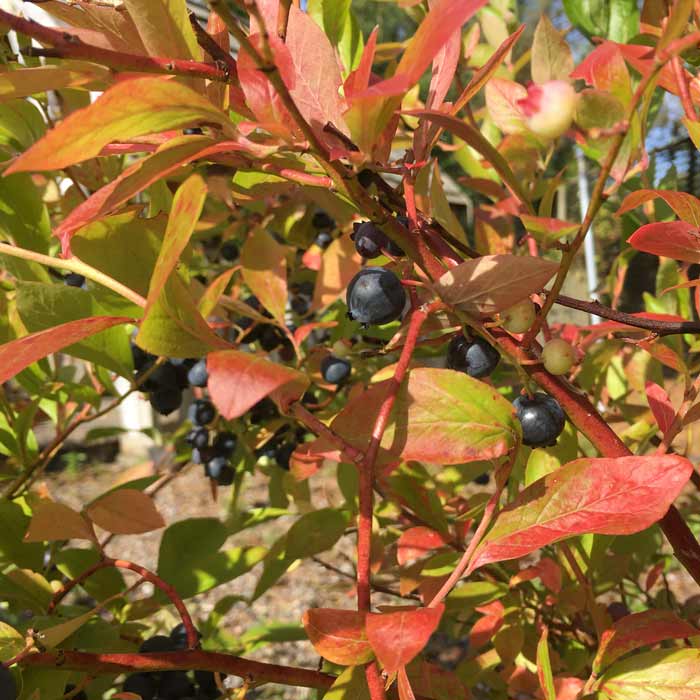Vaccinium corymbosum 'Ozark Blue' 10/40cm pot grown bush.