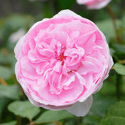 Rosa ‘Olivia Rose Austin’ pot grown shrub rose.