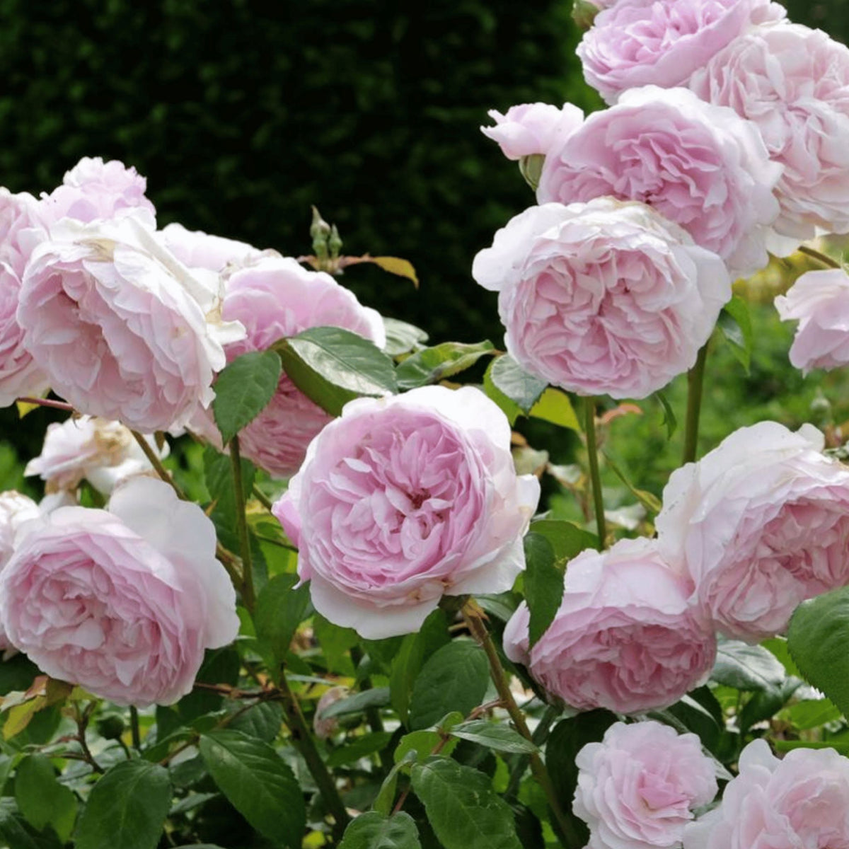 Rosa ‘Olivia Rose Austin’ pot grown shrub rose. – photo 2