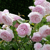 Rosa ‘Olivia Rose Austin’ pot grown shrub rose. – photo 2
