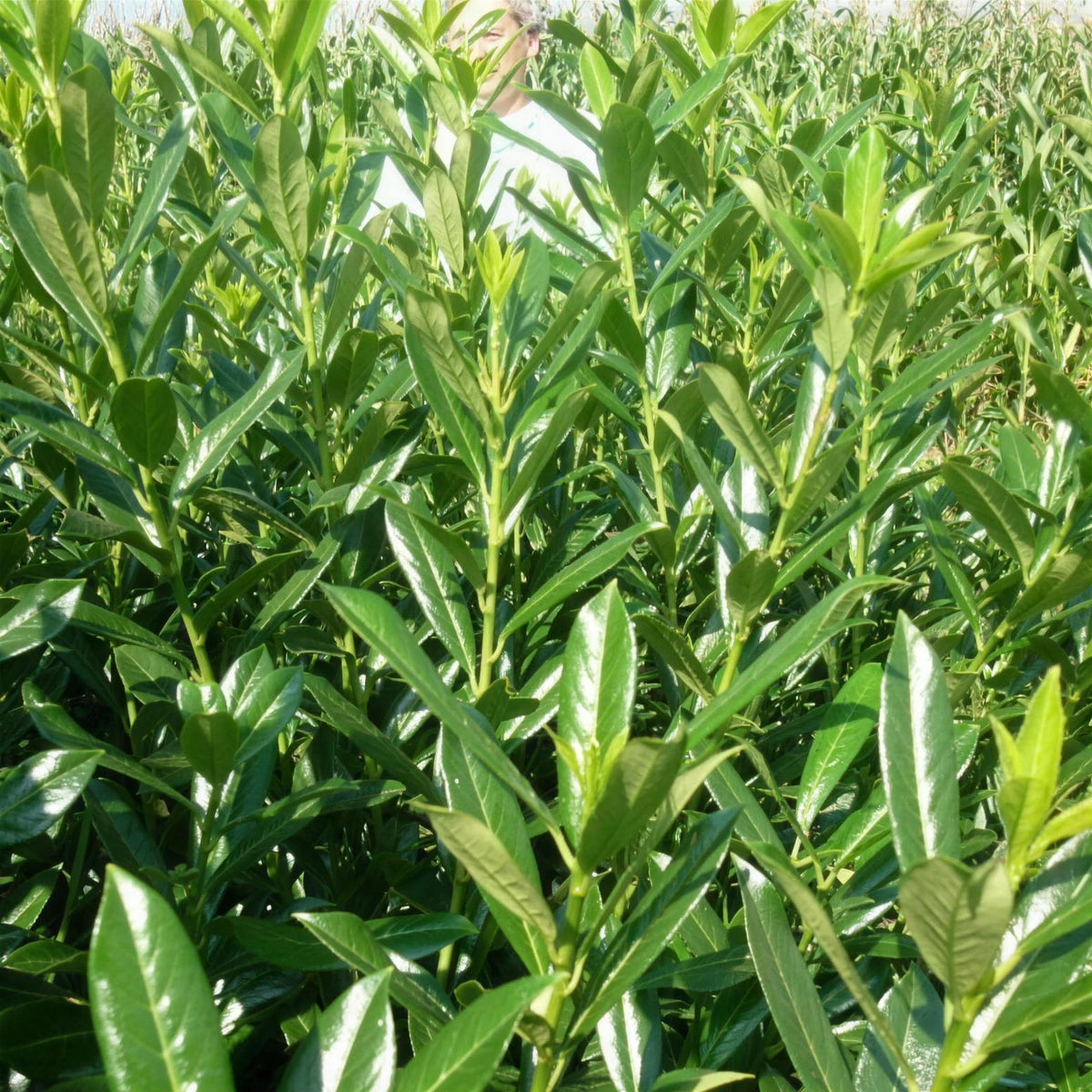 Prunus laurocerasus (Cherry Laurel) 60-90cm bare root evergreen hedge plant.