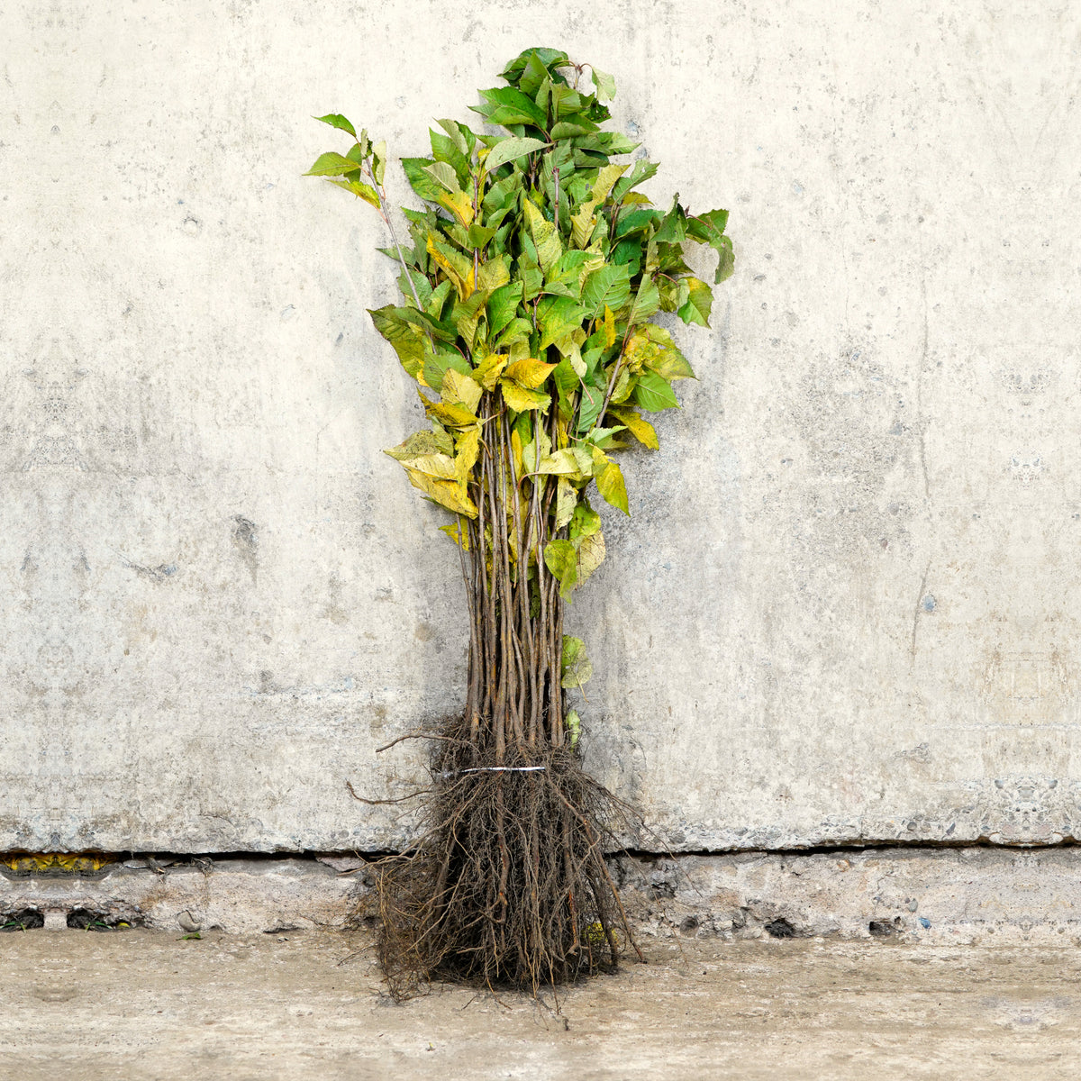 Wild Cherry bare root hedging 40-60cm