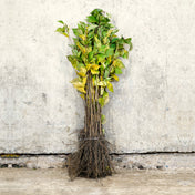 Wild Cherry bare root hedging 40-60cm