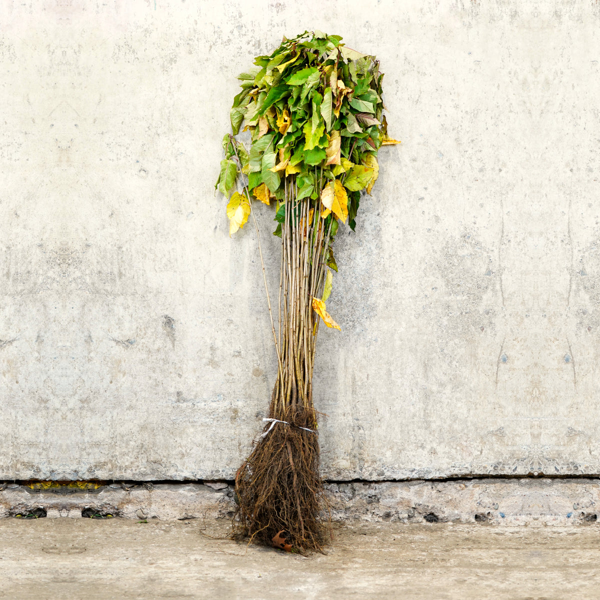 Wild Cherry bare root hedge plant 60-80cm