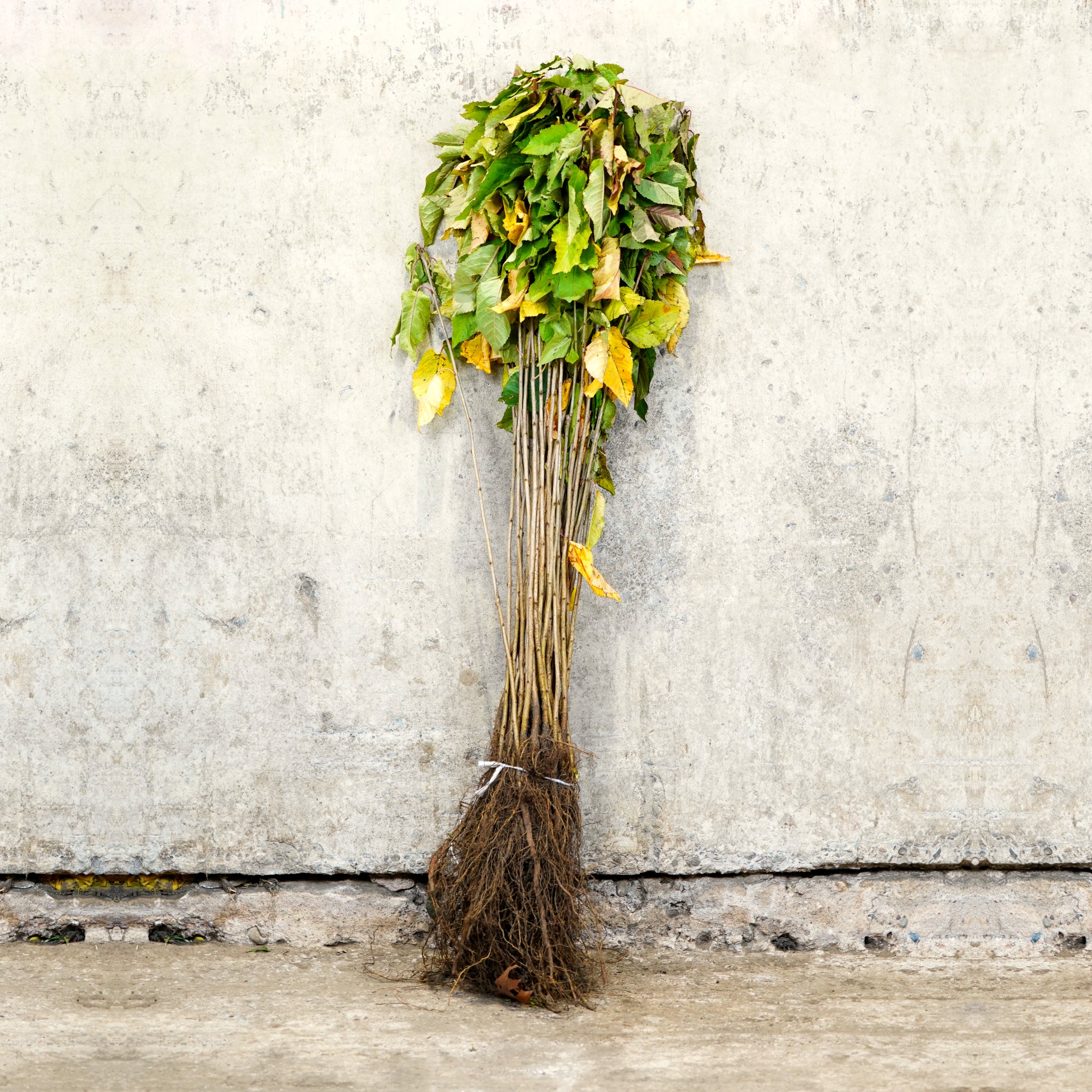 Wild Cherry bare root hedge plant 60-80cm