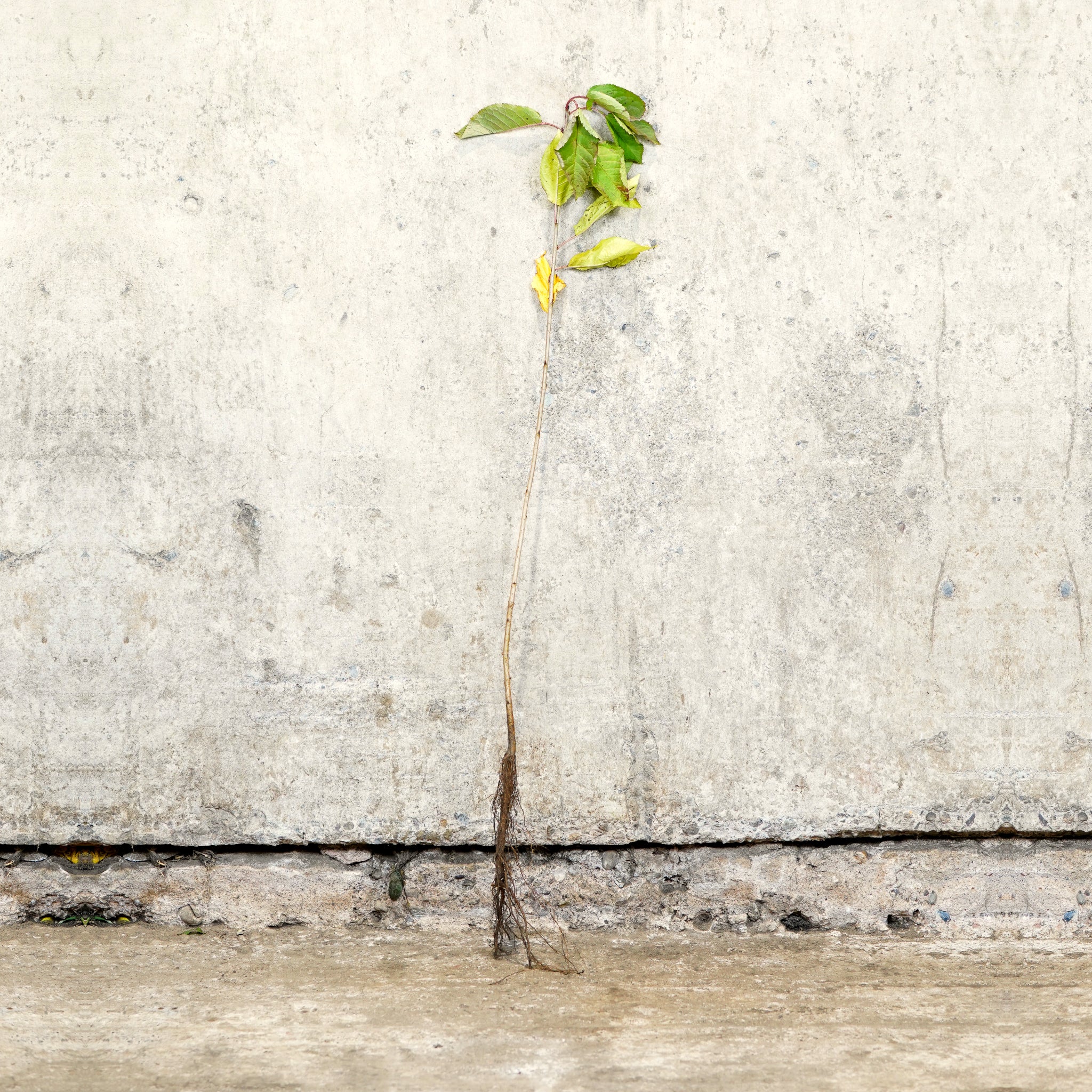Wild Cherry bare root hedge plant 60-80cm
