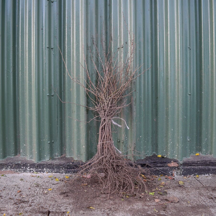 Pyrus communis (wild pear) 40-60cm bare root hedging plant.