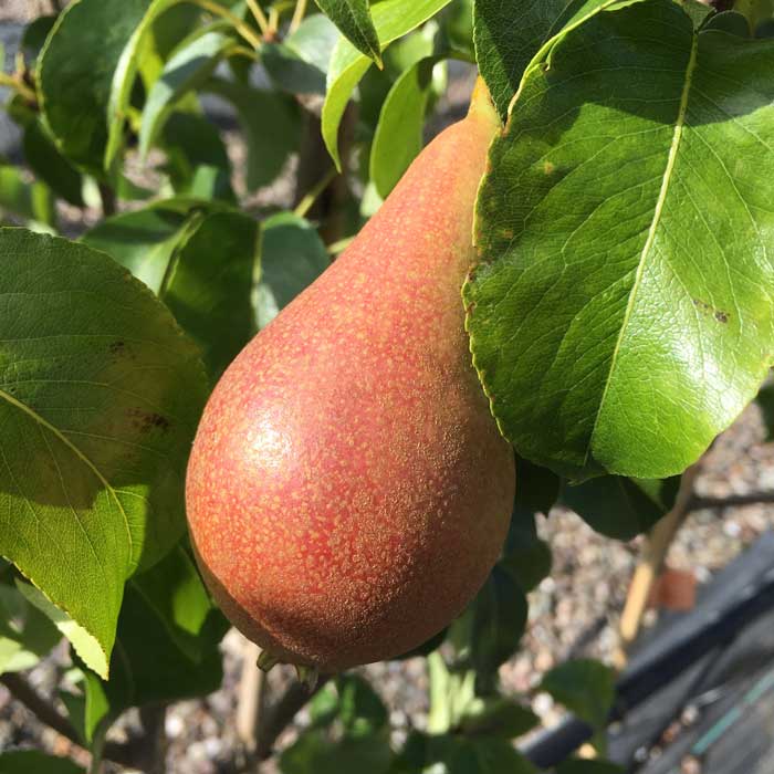 Pyrus communis 'Concorde' self-fertile pear tree pot grown dessert variety.