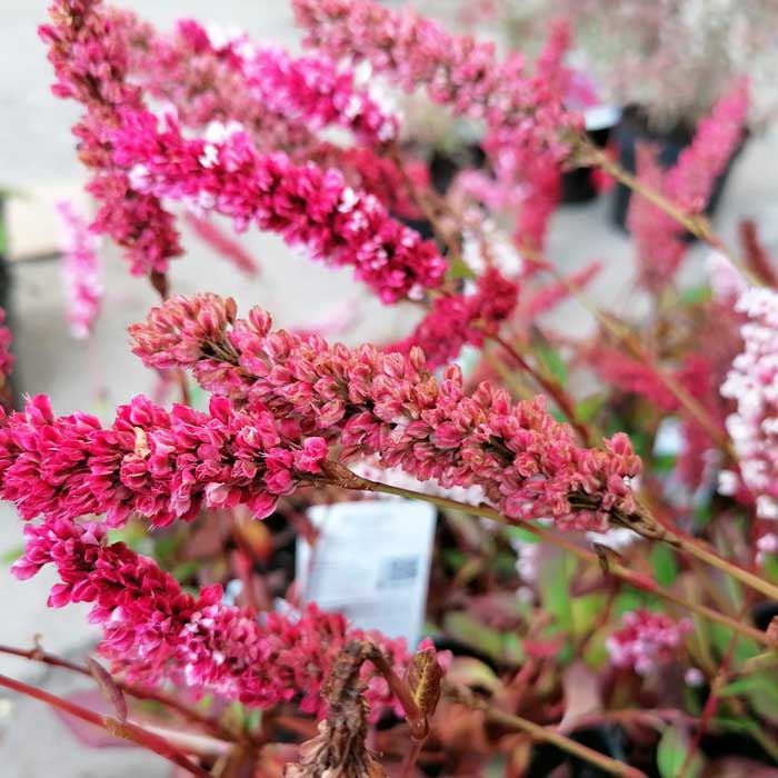 Persicaria affinis 'Darjeeling Red' pot grown ground cover plant.