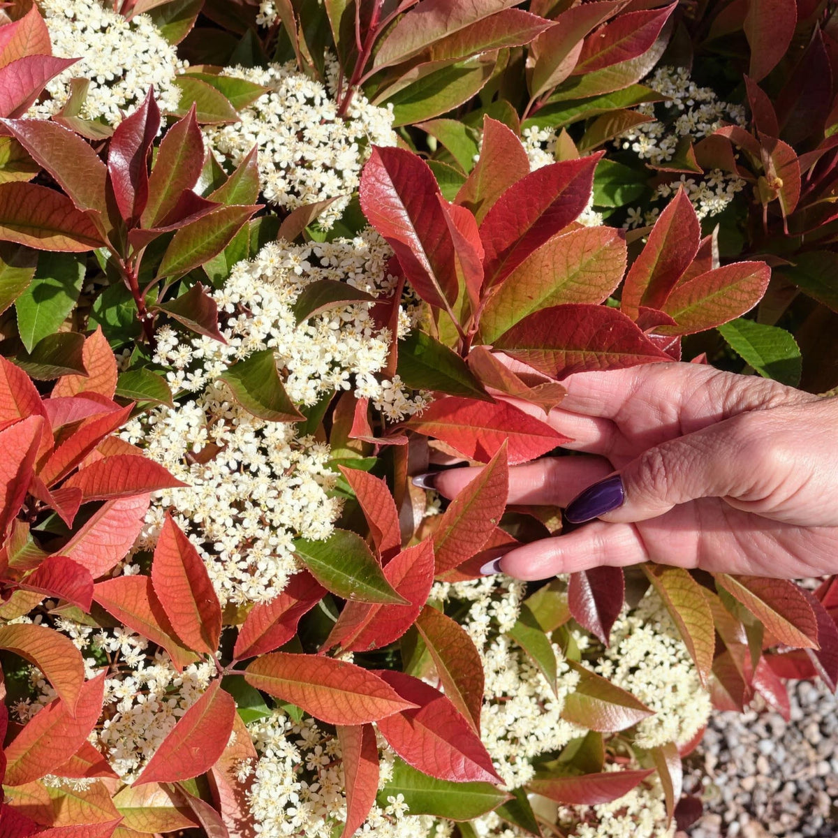Photinia x fraseri 'Red Robin' pot grown hedge.