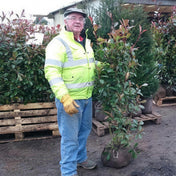 Photinia x fraseri 'Red Robin' 120-150cm rootball evergreen shrub.