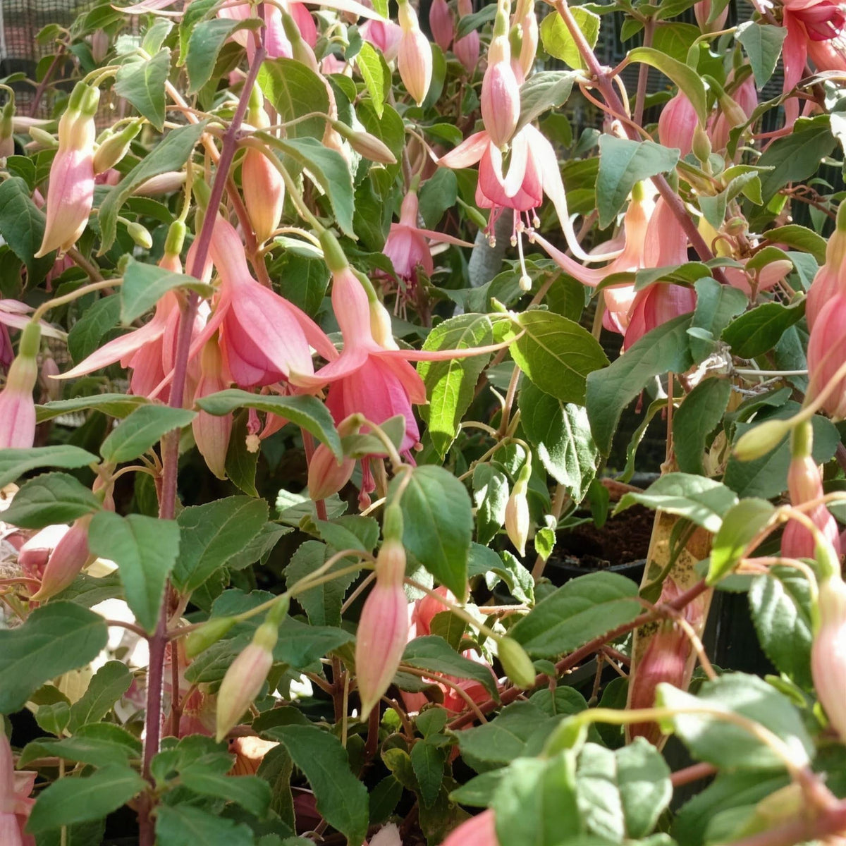 Fuchsia 'Phyllis Hardy' 3L pot grown shrub.
