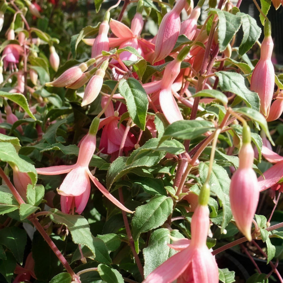 Fuchsia 'Phyllis Hardy' 3L pot shrub.