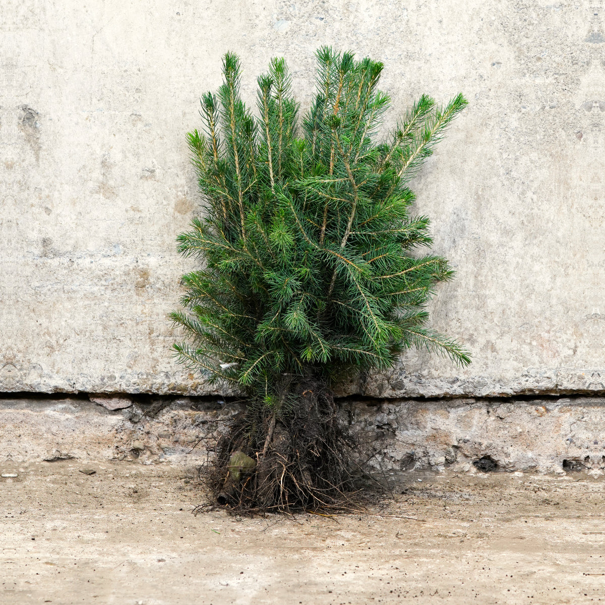 Picea sitchensis Sitka Spruce 30-50cm bare root