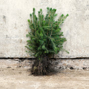 Picea sitchensis Sitka Spruce 30-50cm bare root