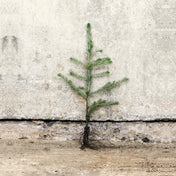 Picea sitchensis Sitka Spruce 30-50cm bare root – photo 2