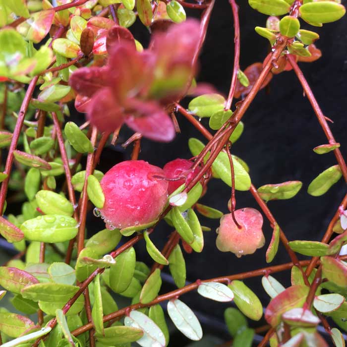 Vaccinium macrocarpon 'Pilgrim' cranberry pot grown fruit shrub.