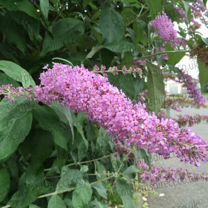 Buddleja 'Pink Delight' (Butterfly Bush) 3L pot grown shrub.