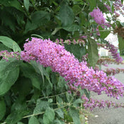 Buddleja 'Pink Delight' (Butterfly Bush) 3L pot grown shrub.