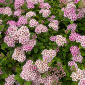 Spiraea japonica 'Little Princess' pot grown deciduous shrub.