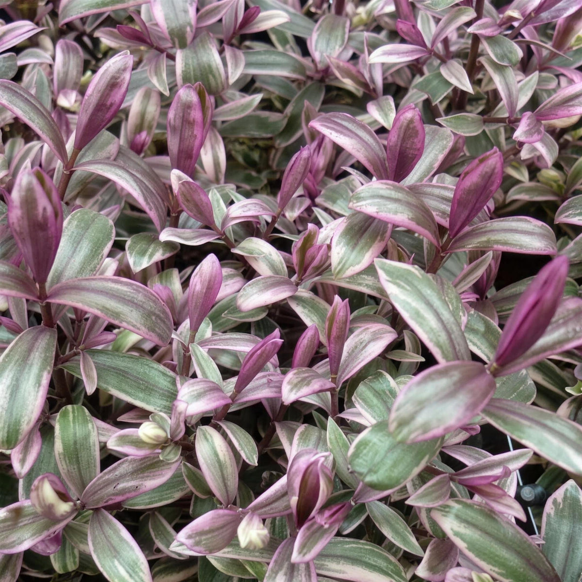 Tradescantia (Wandering Jew) 2L pot grown foliage plant.