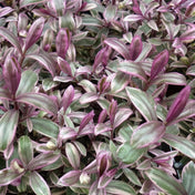 Tradescantia (Wandering Jew) 2L pot grown foliage plant.
