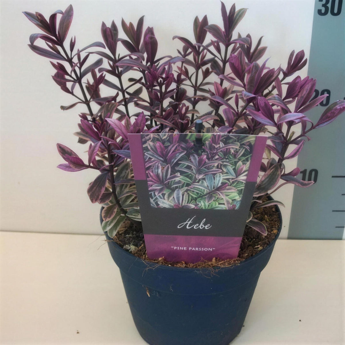 Hebe ‘Pink Passion’ 2L evergreen shrub.