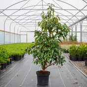 Prunus lusitanica (Portuguese Laurel) 100-120cm pot grown hedge plant 10L.