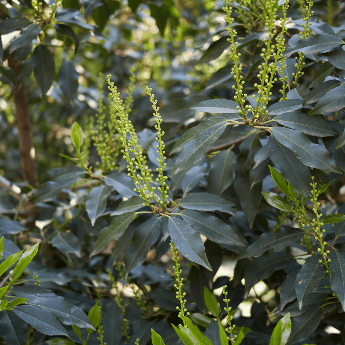 Portuguese Laurel (Prunus lusitanica) foliage detail