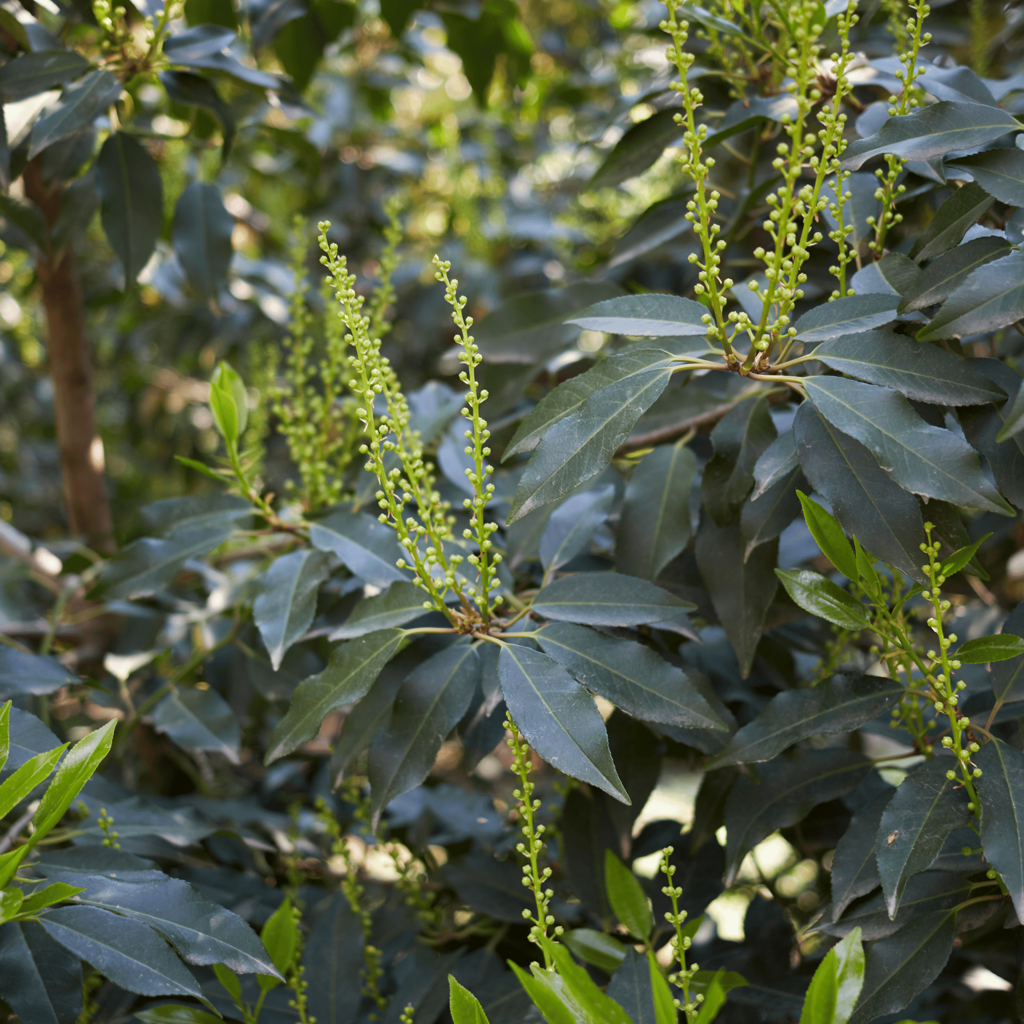 Portuguese Laurel (Prunus lusitanica) foliage detail