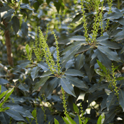 Portuguese Laurel (Prunus lusitanica) foliage detail