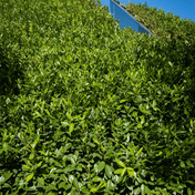 Portuguese Laurel (Prunus lusitanica) foliage detail – photo 2
