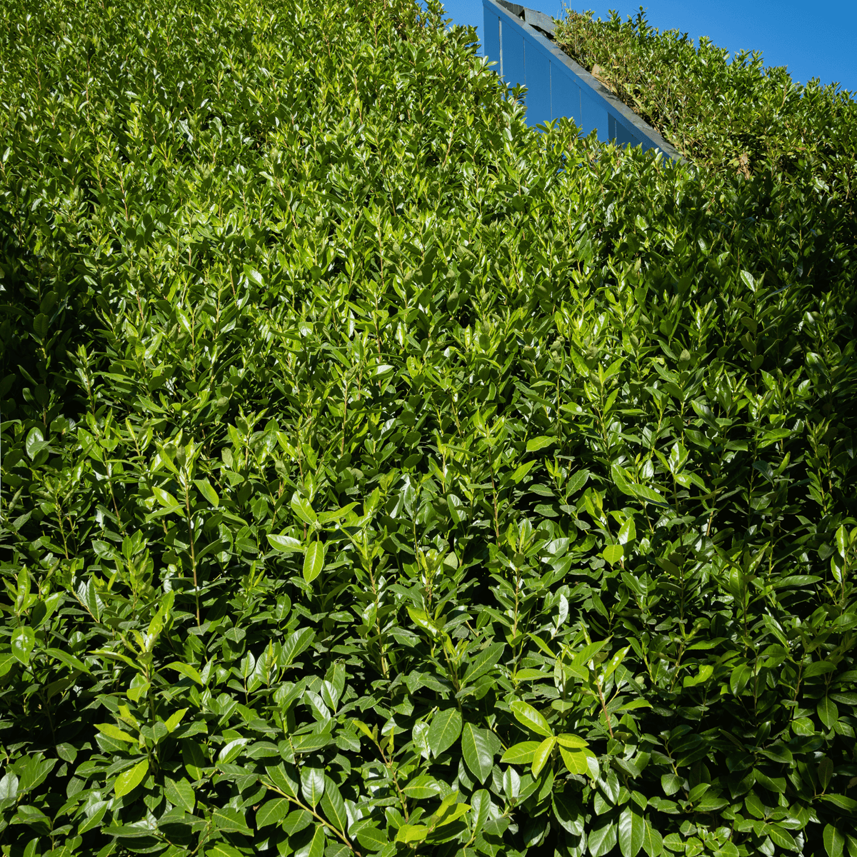 Portuguese Laurel (Prunus lusitanica) foliage detail – photo 2