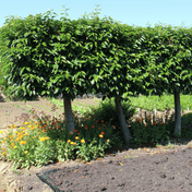 Portuguese Laurel (Prunus lusitanica) foliage detail – photo 4