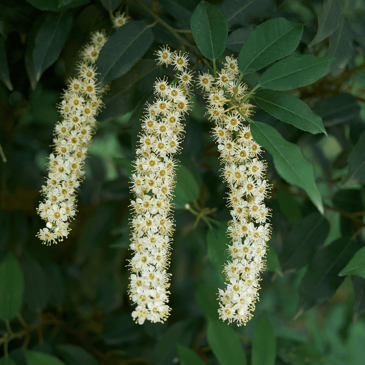 Portuguese Laurel (Prunus lusitanica) foliage detail – photo 5