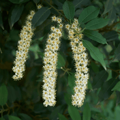 Portuguese Laurel (Prunus lusitanica) foliage detail – photo 5
