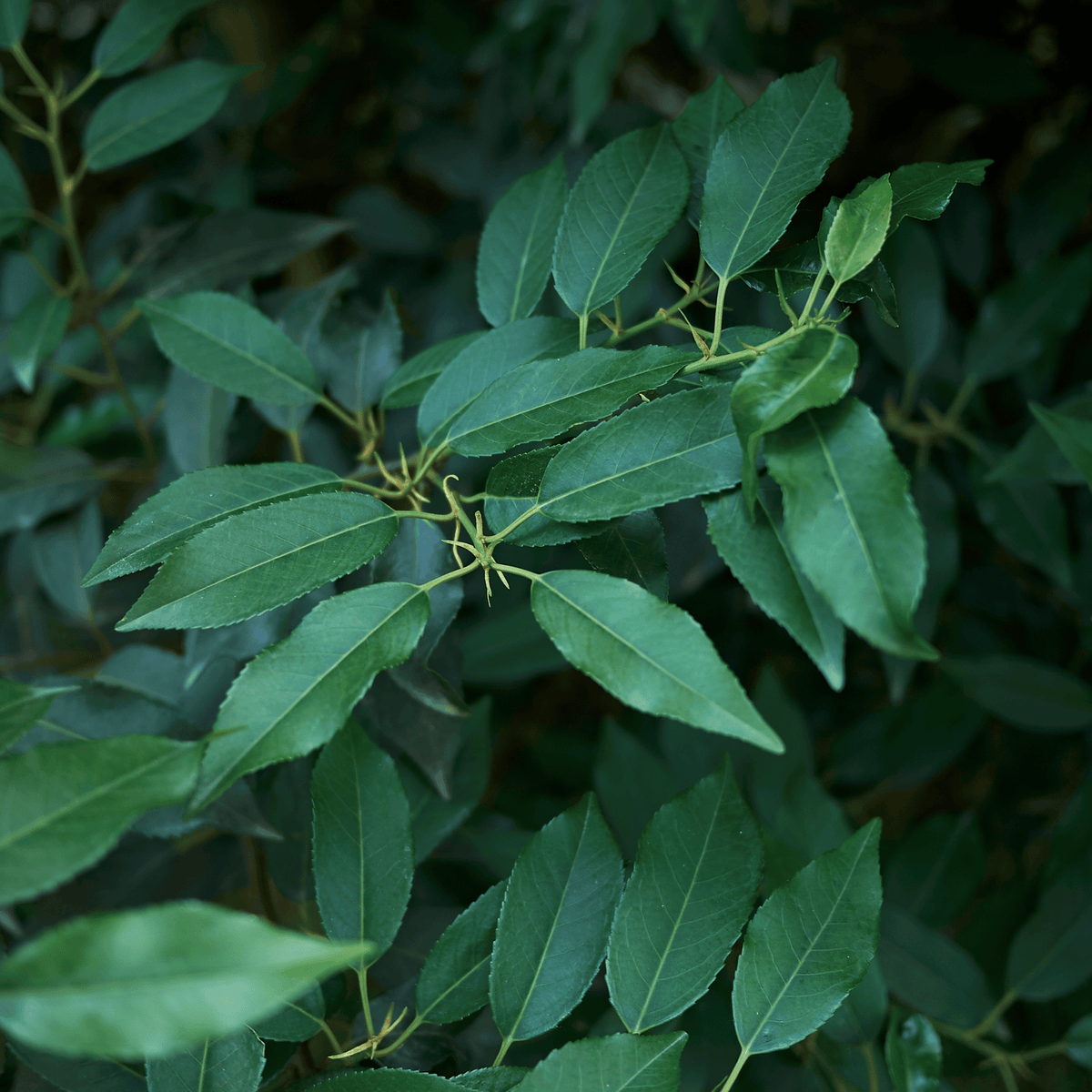 Portuguese Laurel (Prunus lusitanica) foliage detail – photo 6