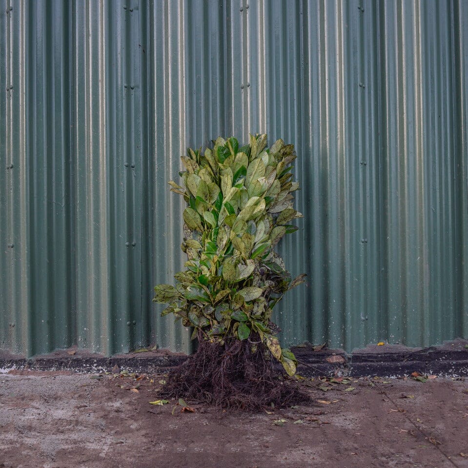 Prunus rotundifolia (Common laurel) 20-40cm bare root hedge plant.