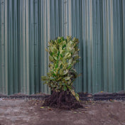 Prunus rotundifolia (Common laurel) 20-40cm bare root hedge plant.