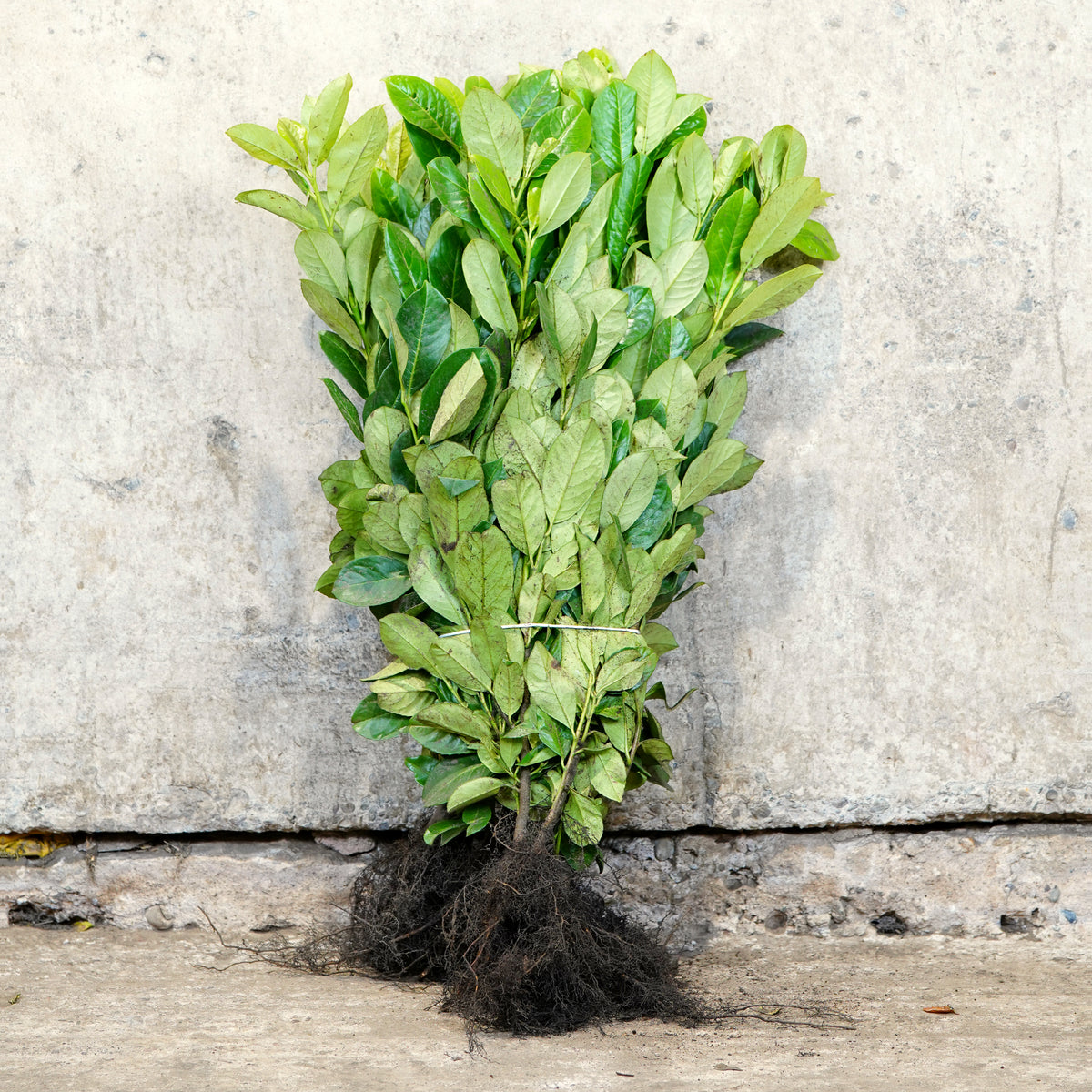 Common Laurel bare root hedge 40-60cm