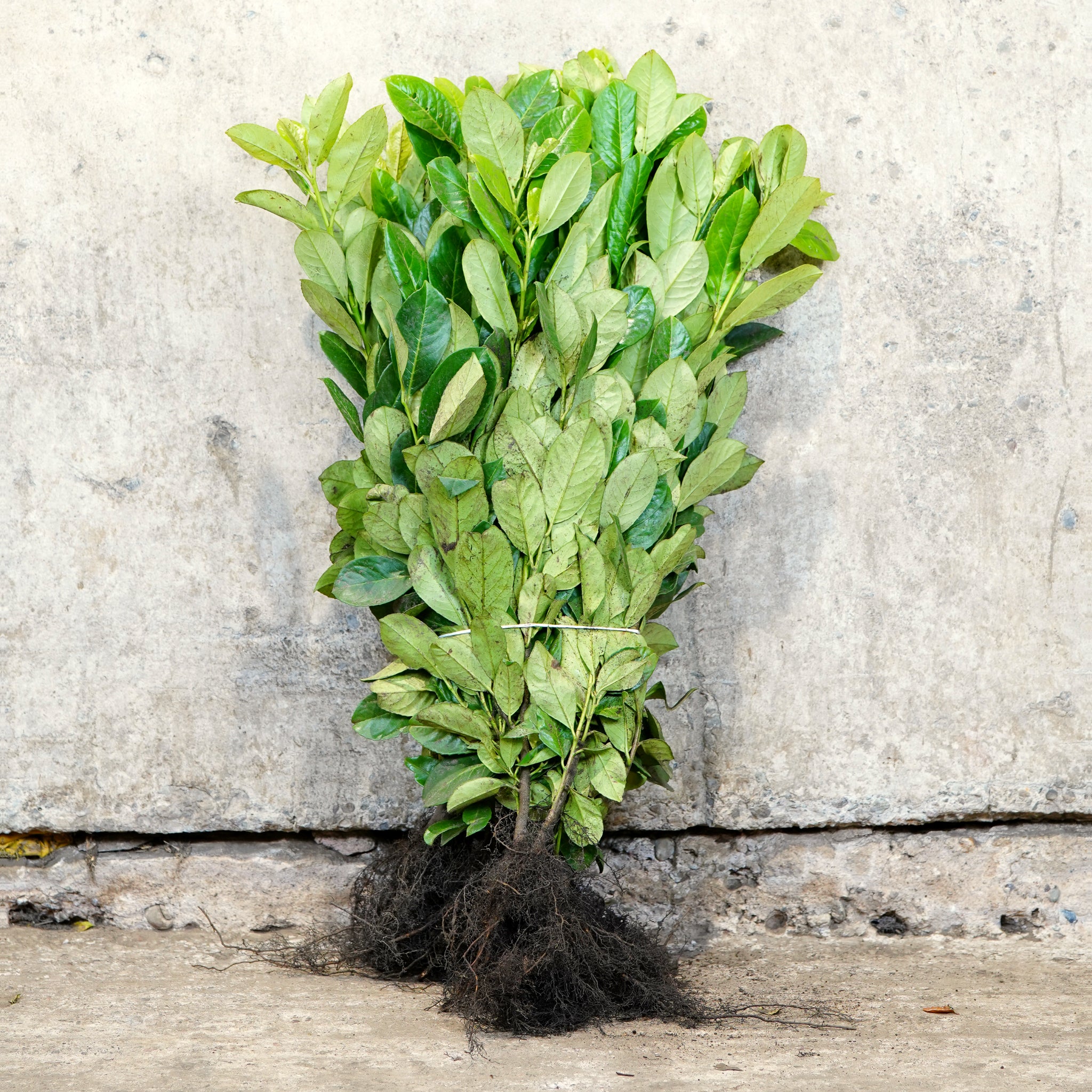 Common Laurel bare root hedge 40-60cm