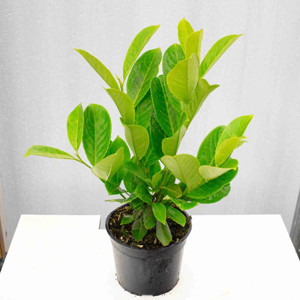 Prunus laurocerasus (Common Laurel) 40-60cm pot grown hedging plant.
