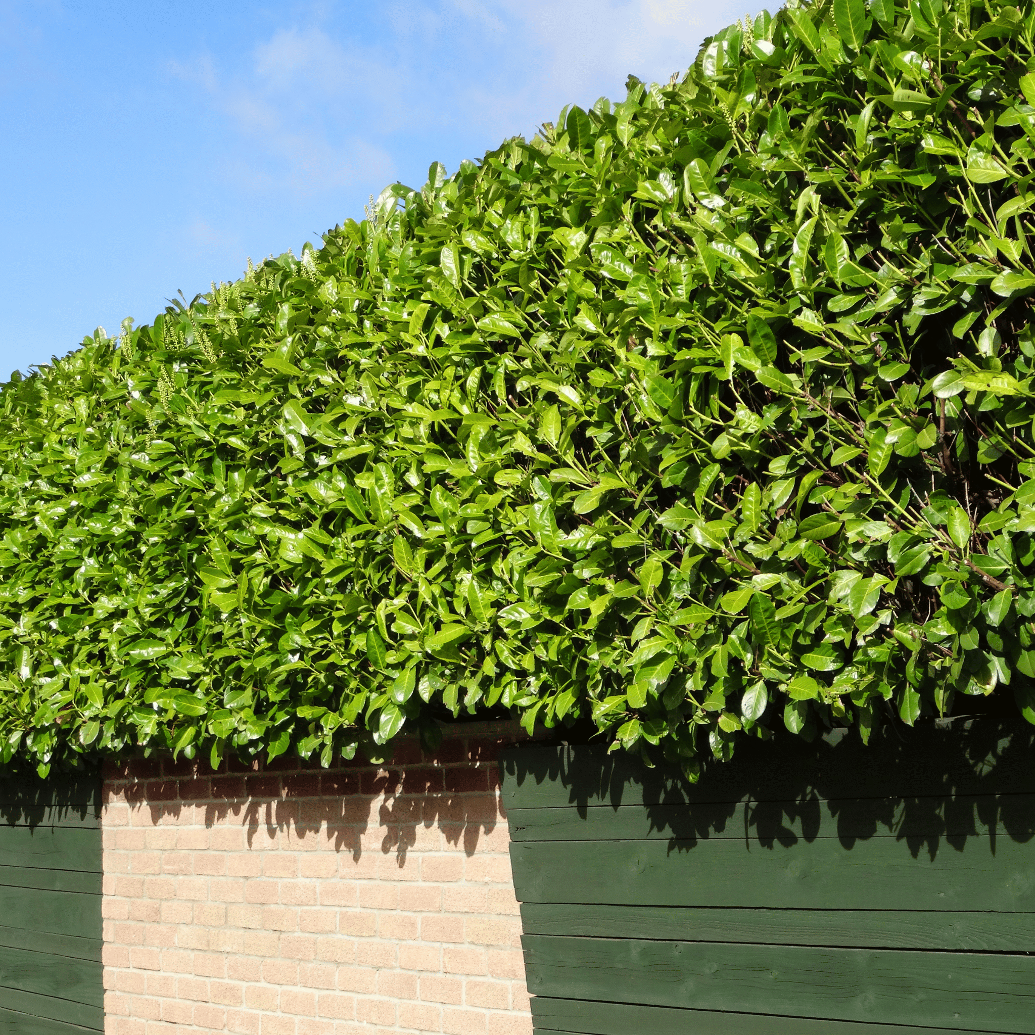 Common Laurel (Prunus laurocerasus Rotundifolia) foliage detail