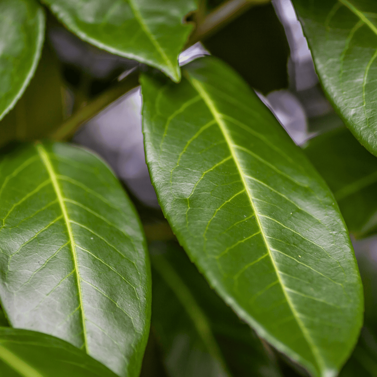 Common Laurel (Prunus laurocerasus Rotundifolia) foliage detail – photo 2