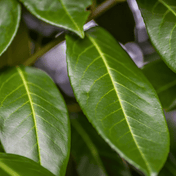 Common Laurel (Prunus laurocerasus Rotundifolia) foliage detail – photo 2
