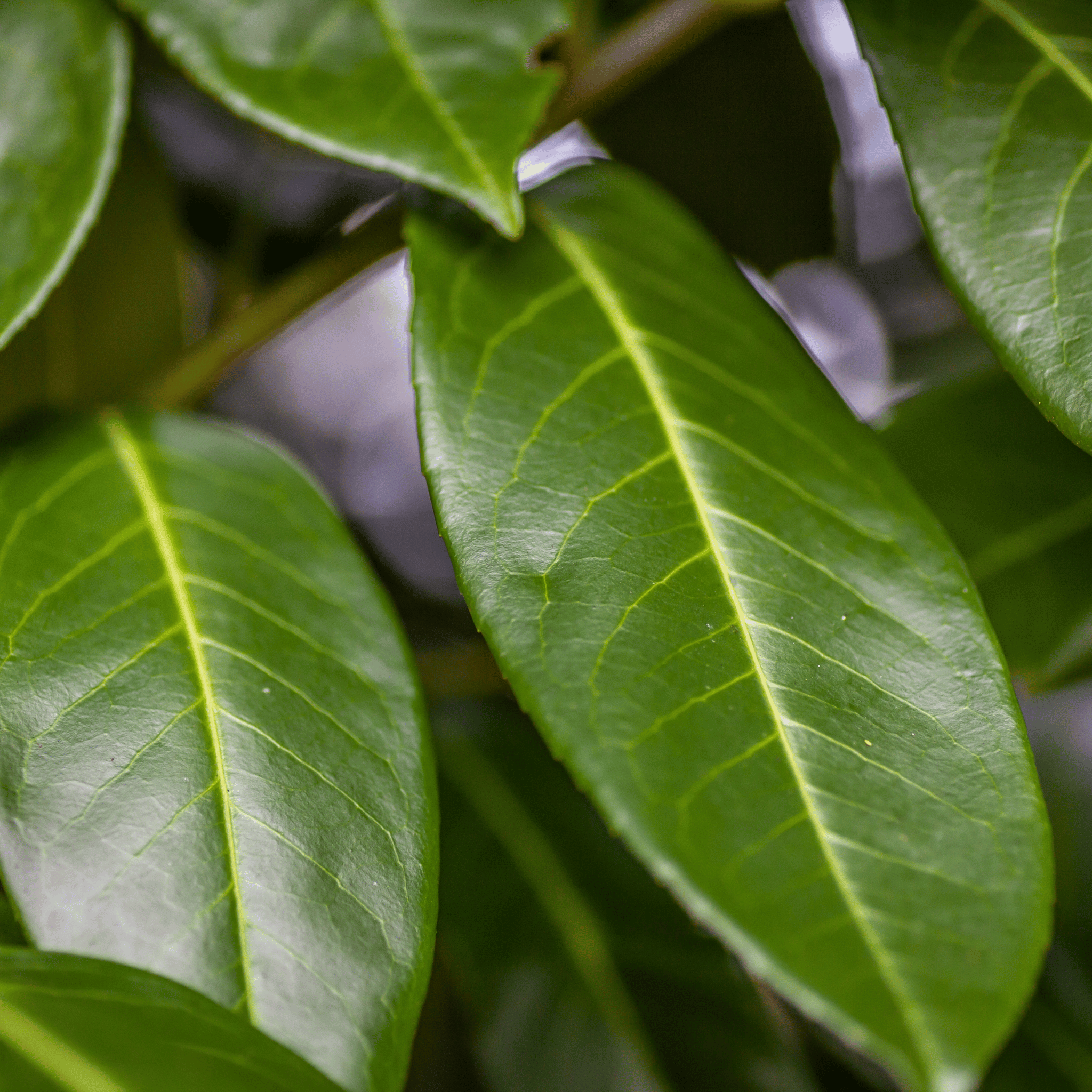 Common Laurel (Prunus laurocerasus Rotundifolia) foliage detail