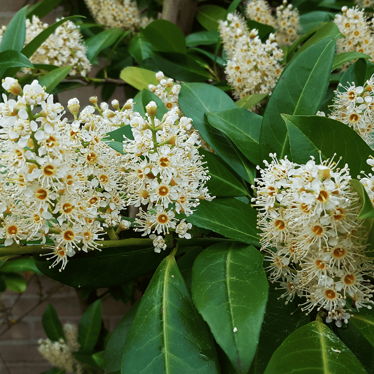 Common Laurel (Prunus laurocerasus Rotundifolia) foliage detail – photo 3
