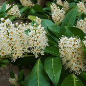 Common Laurel (Prunus laurocerasus Rotundifolia) foliage detail – photo 3