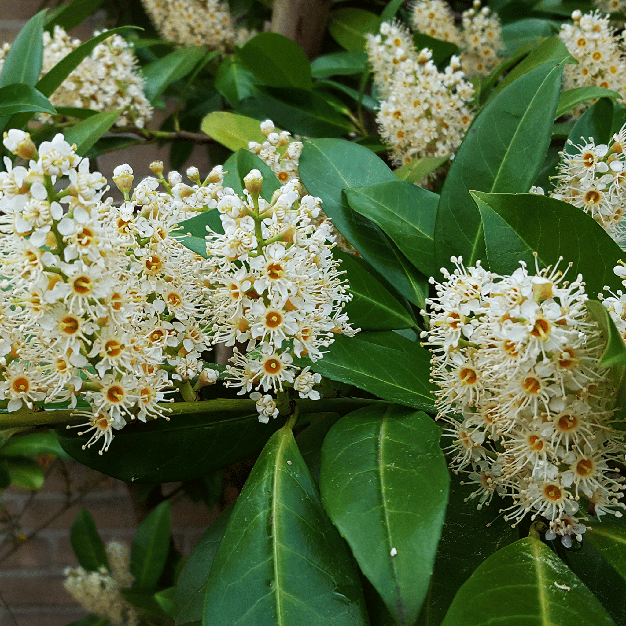 Common Laurel (Prunus laurocerasus Rotundifolia) foliage detail
